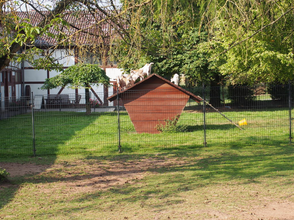 Apartament Gut Dankerode Dankerode  Zewnętrze zdjęcie